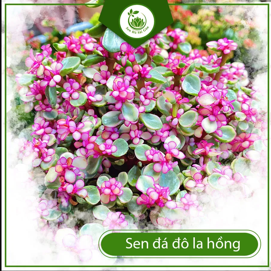 Sen đá đô la hồng